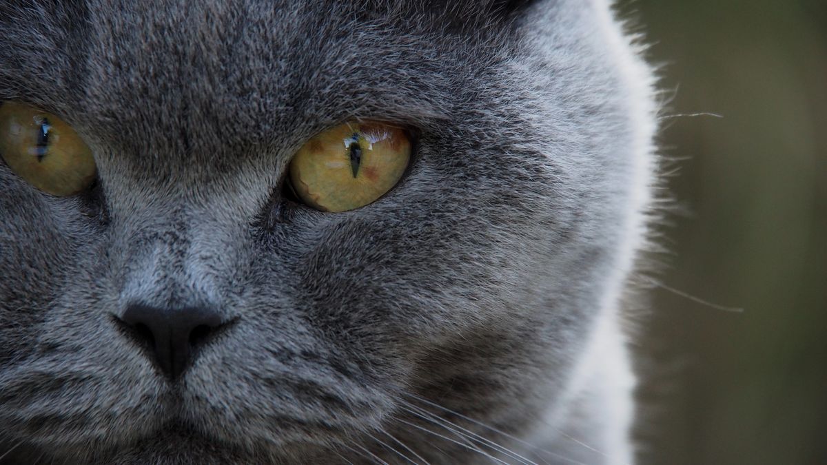 Los gatos de color oscuro suelen tener la nariz oscura. 