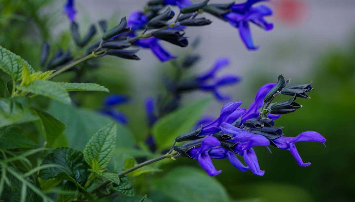 La planta que resiste el calor extremo y atrae colibríes al jardín