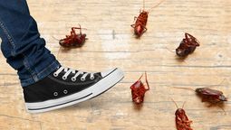 Un insecto común y molesto que nunca deberías aplastar. Un insecto común y molesto que nunca deberías aplastar.