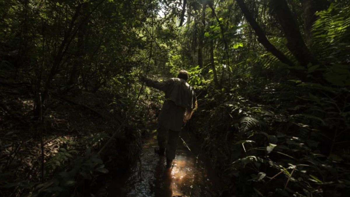 Bosque Atl&aacute;ntico. Foto: Parques Nacionales