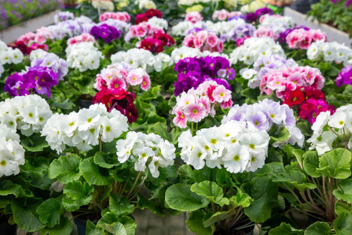 La prímula es una planta con nobles propiedades medicinales. La prímula es una planta con nobles propiedades medicinales.