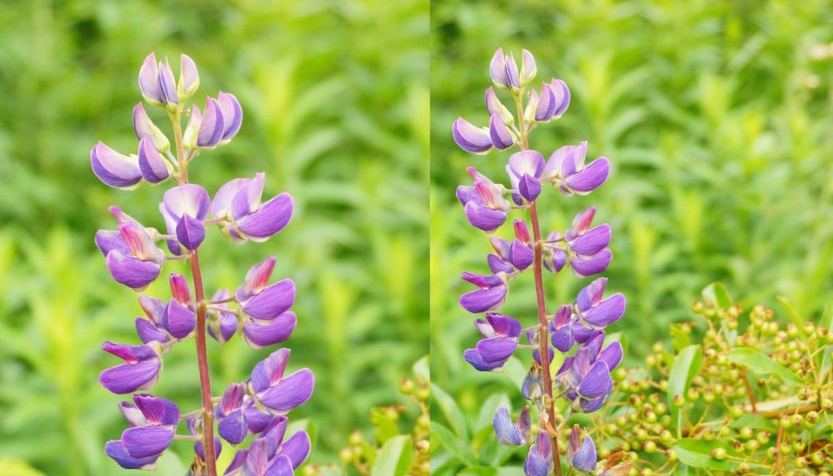 Lupinus texensis es una planta nativa de Texas. Imagen: redacción Diario Uno. Lupinus texensis es una planta nativa de Texas. Imagen: redacción Diario Uno.