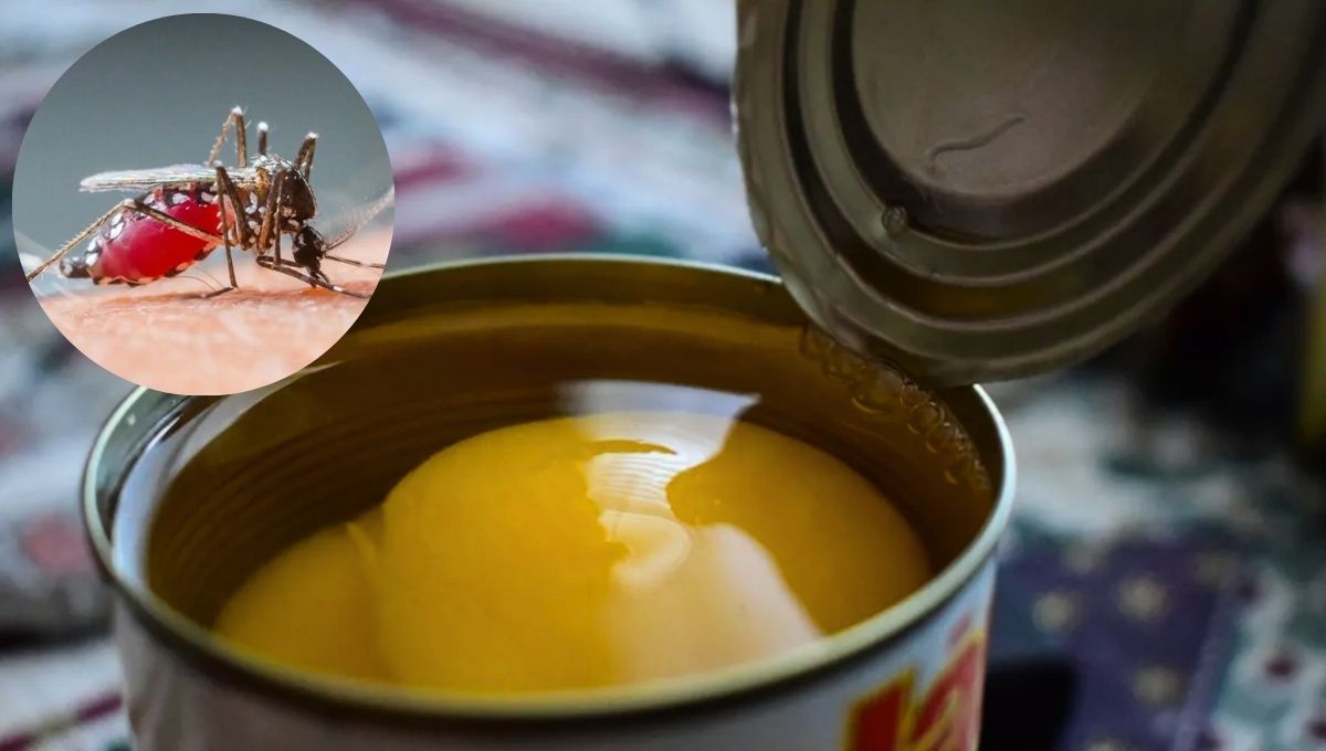 Cómo ahuyentar a los mosquitos de casa usando latas de durazno: repelente casero efectivo