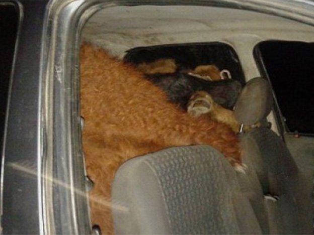 Se robaron seis terneros y los subieron a un Corsa