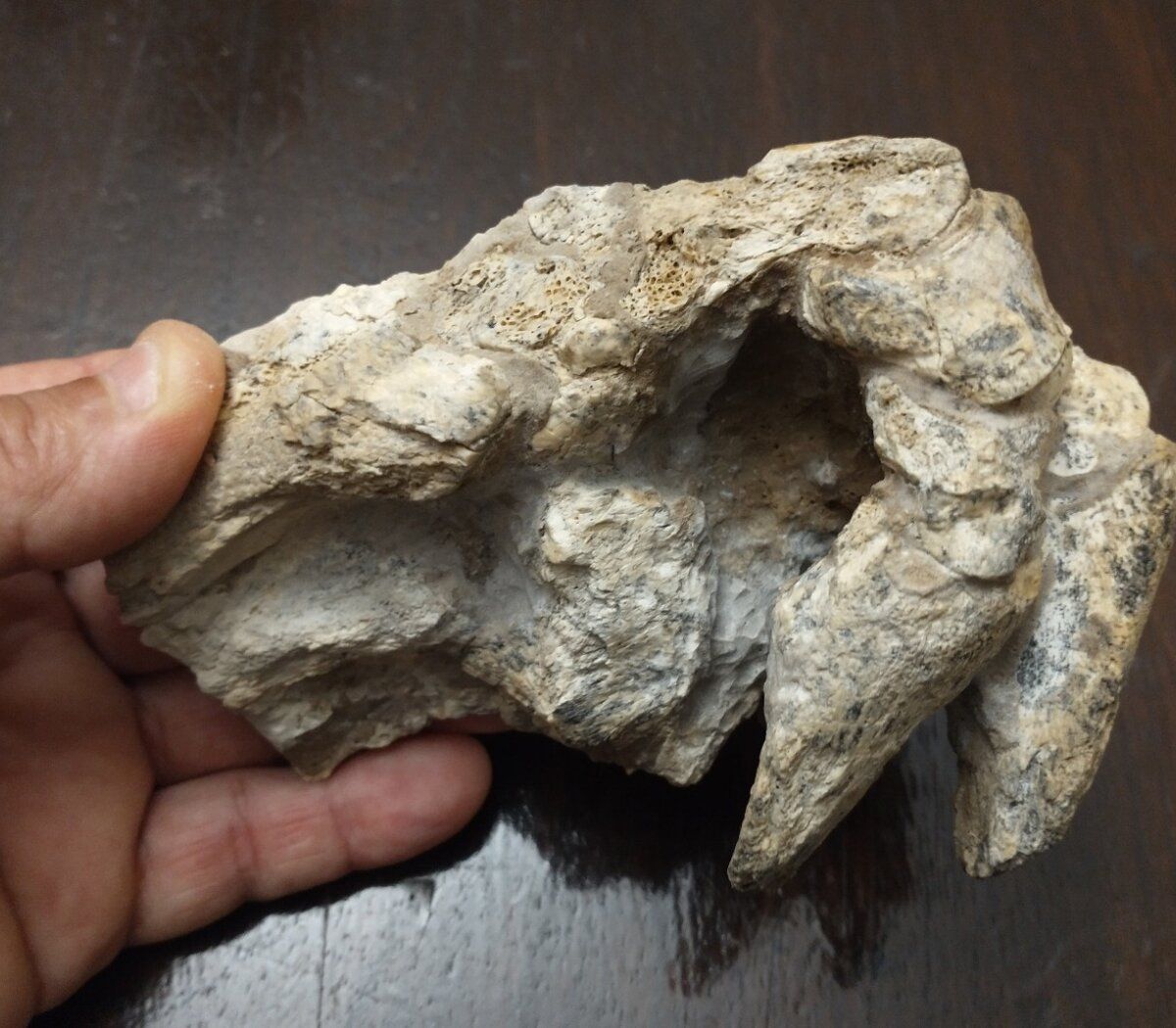 Los fósiles tienen 9 millones de años.