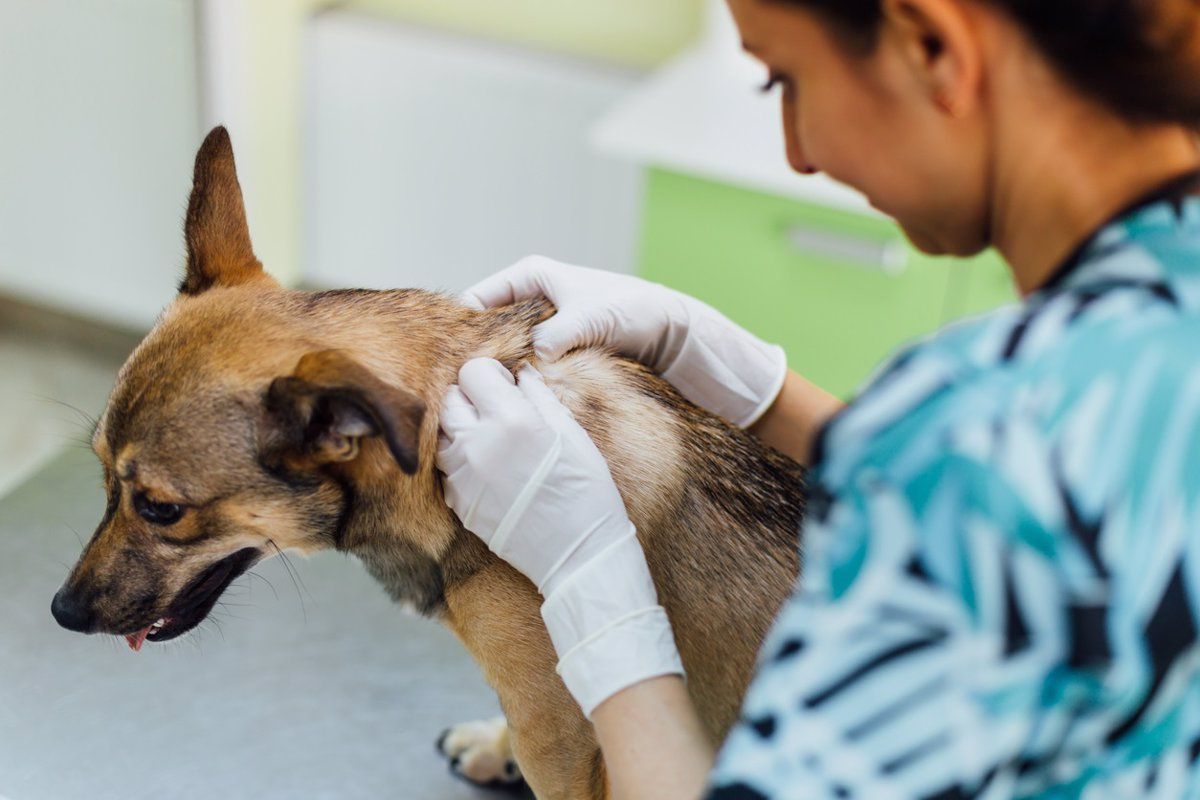 Advierten sobre una enfermedad que puede ser mortal para los perros en Estados Unidos.