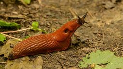 Que significa que se te aparezca una babosa en el jardín