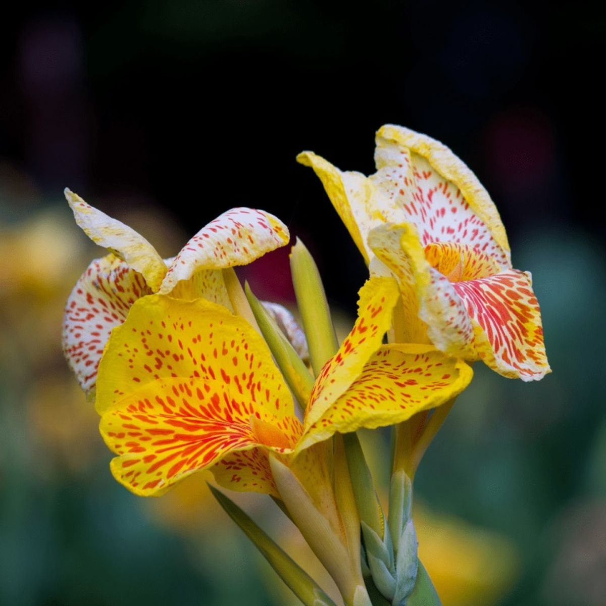 La Canna Lily o Canna Indica es una planta que puede tener flores de diferentes colores. La Canna Lily o Canna Indica es una planta que puede tener flores de diferentes colores.