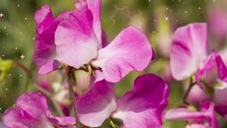 La planta trepadora perfumada que es perfecta para crear cortinas de flores en las paredes. Imagen: Redacción Diario Uno.