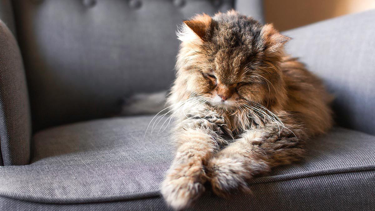 Presta atención: estas son las señales que evidencian que tu gato está envejeciendo Presta atención: estas son las señales que evidencian que tu gato está envejeciendo