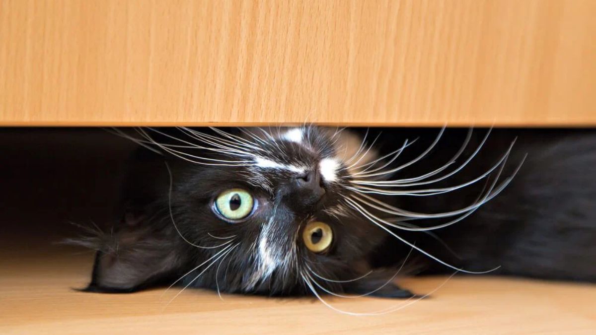 Qué significa que tu gato se esconda abajo del sillón y qué hacer en esta situación