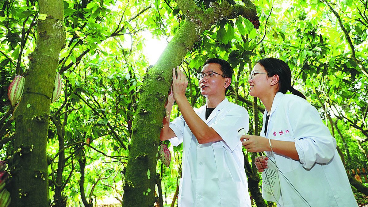 Dos investigadores revisan y monitorean las flores en los árboles de cacao en un jardín botánico tropical en Wanning