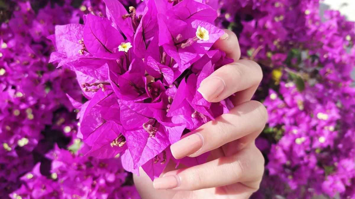 Truco para que las bugambilias florezcan