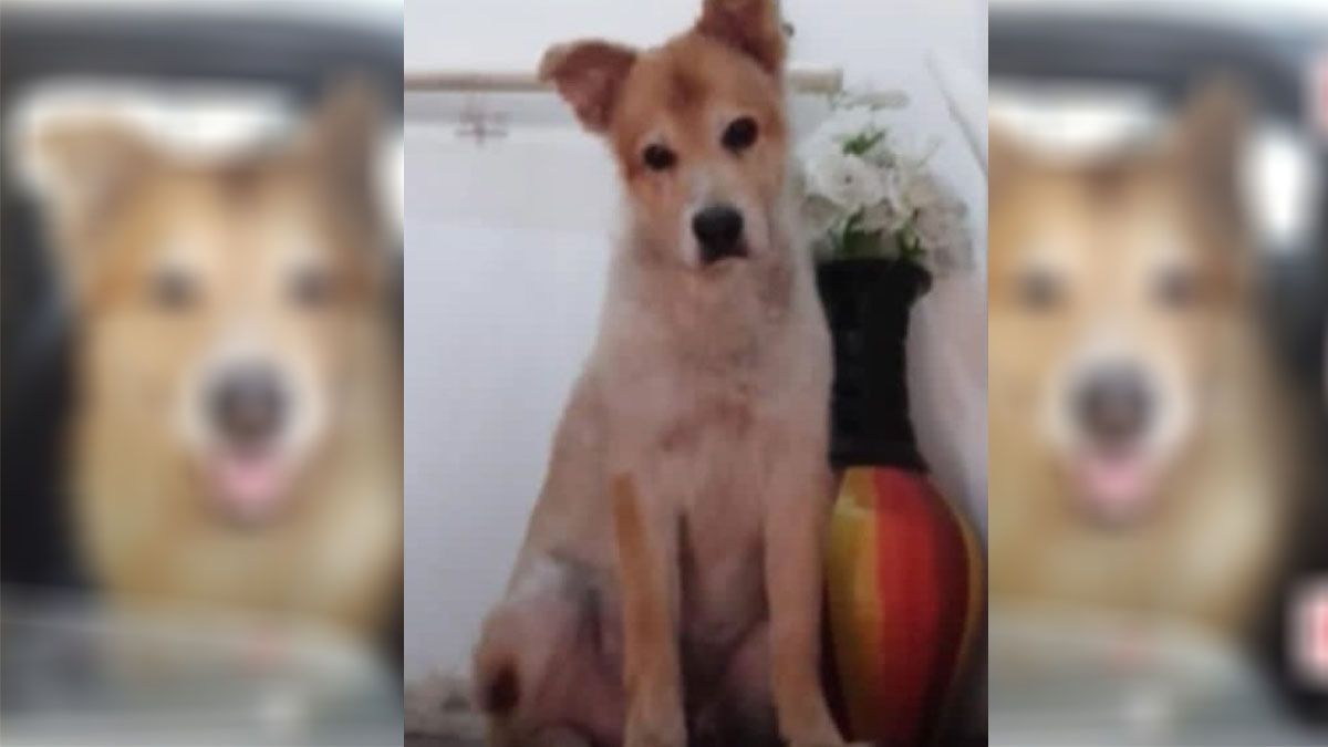 Duke tiene 14 años y sus dueños estaban desesperados por recuperarlo luego que delincuentes se lo llevaron al robar el auto de la familia. Duke tiene 14 años y sus dueños estaban desesperados por recuperarlo luego que delincuentes se lo llevaron al robar el auto de la familia.
