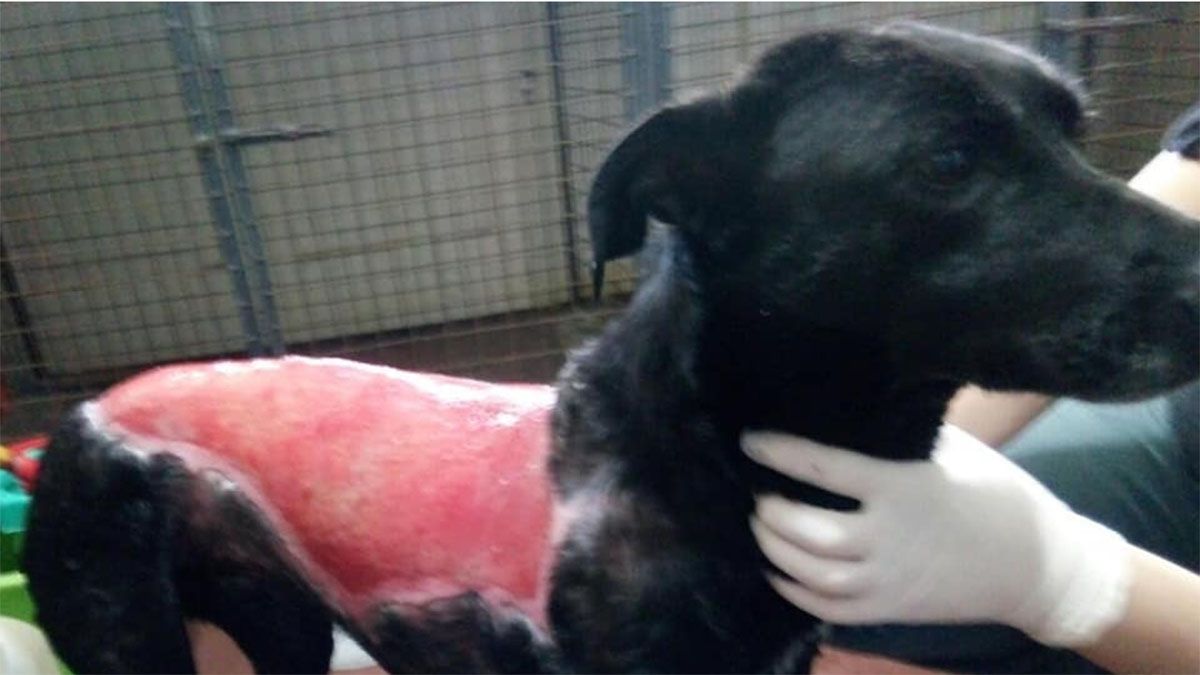 Organizan una rifa para pagar la internación de Paola