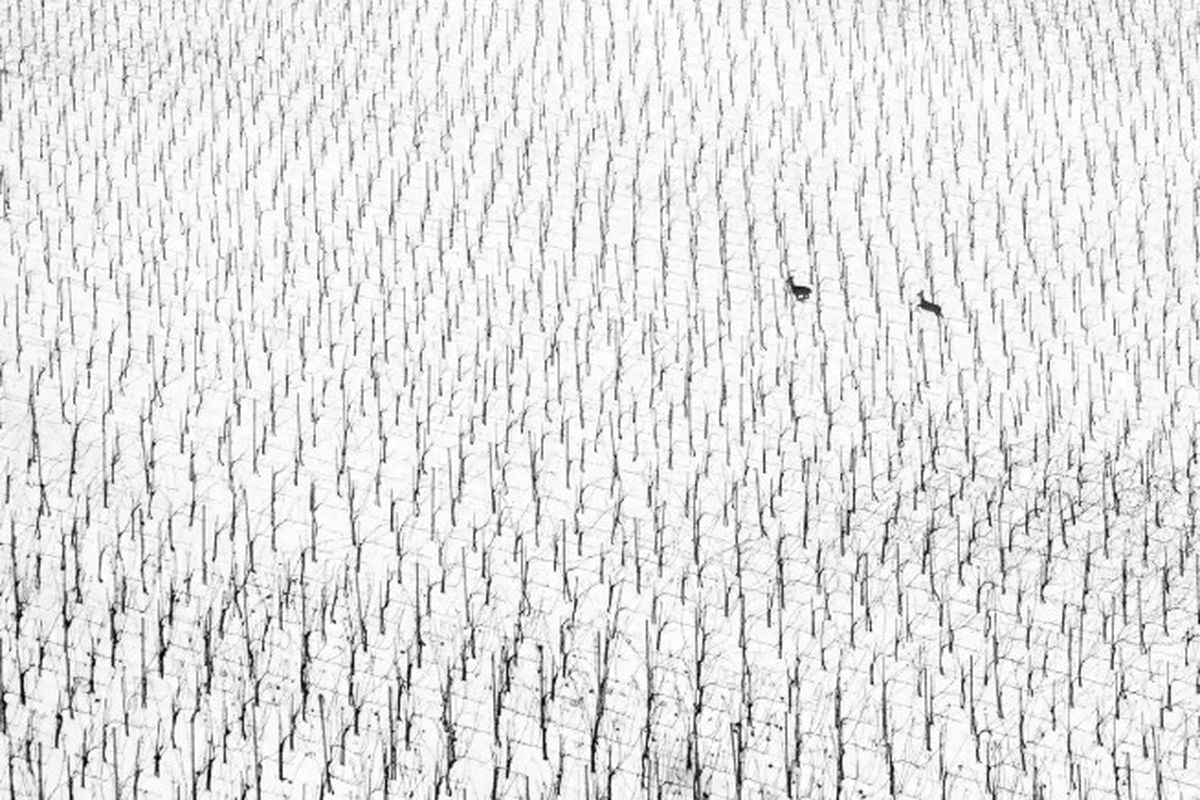 Ganadora por partida doble. Ganadora por partida doble.