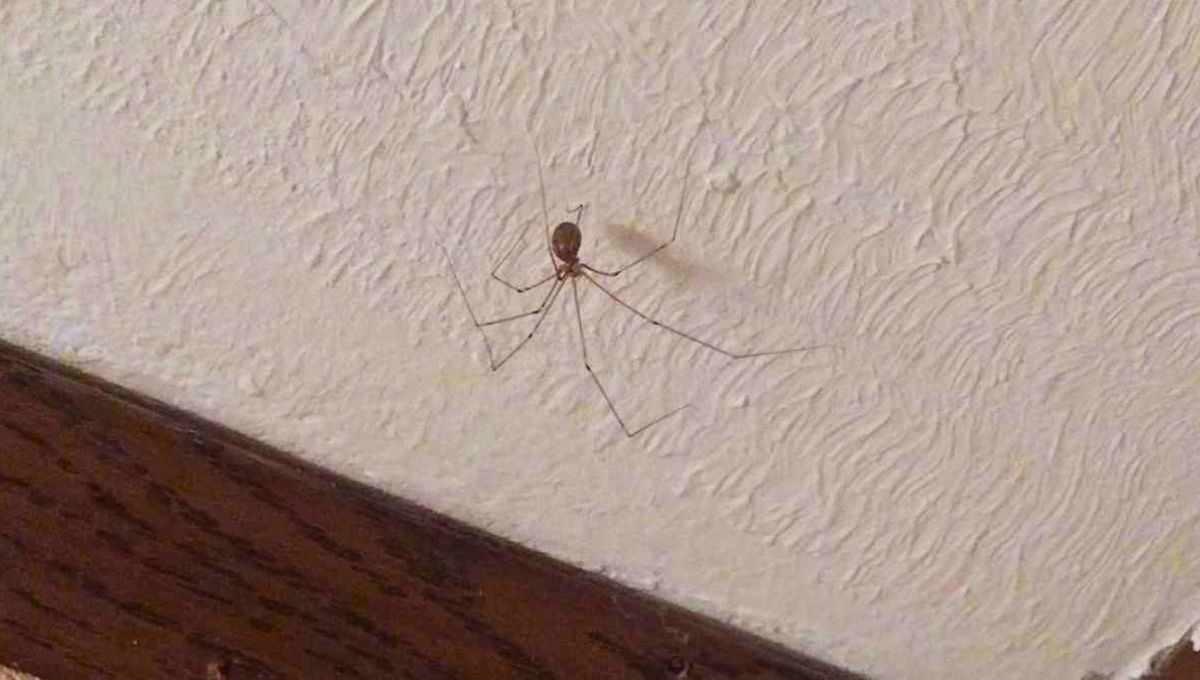 Su presencia es un llamado de atención energéticamente y una gran ayudante desde la naturaleza. Su presencia es un llamado de atención energéticamente y una gran ayudante desde la naturaleza.