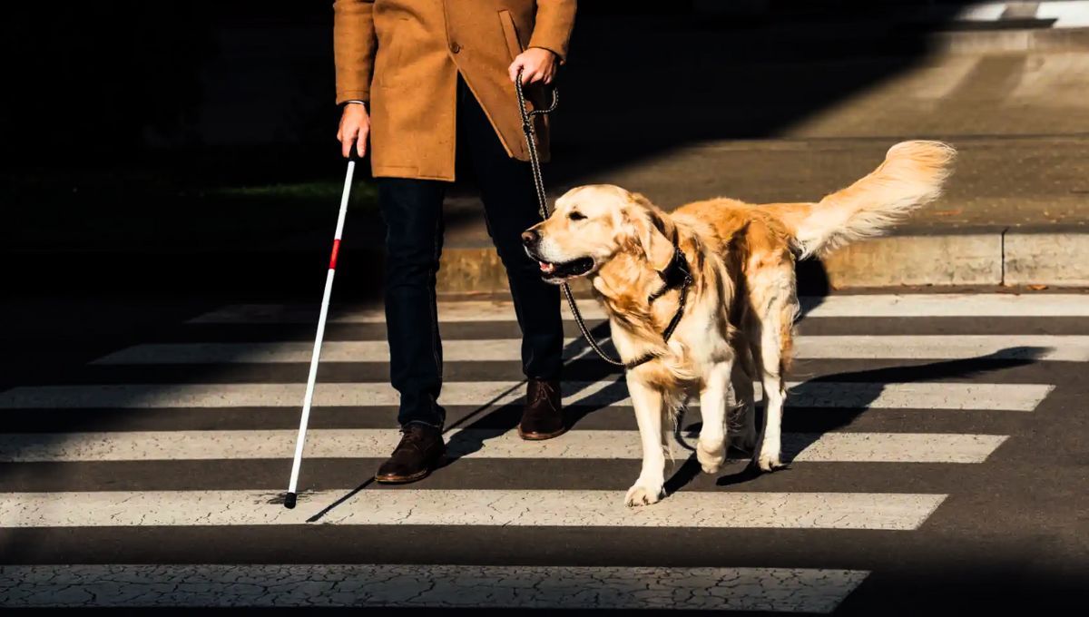 El perro en cuestión es originario de Estados Unidos y fue muy utilizado en Australia