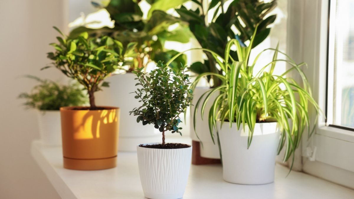 Cuáles son las mejores plantas en maceta para tener en un departamento de pocos metros cuadrados