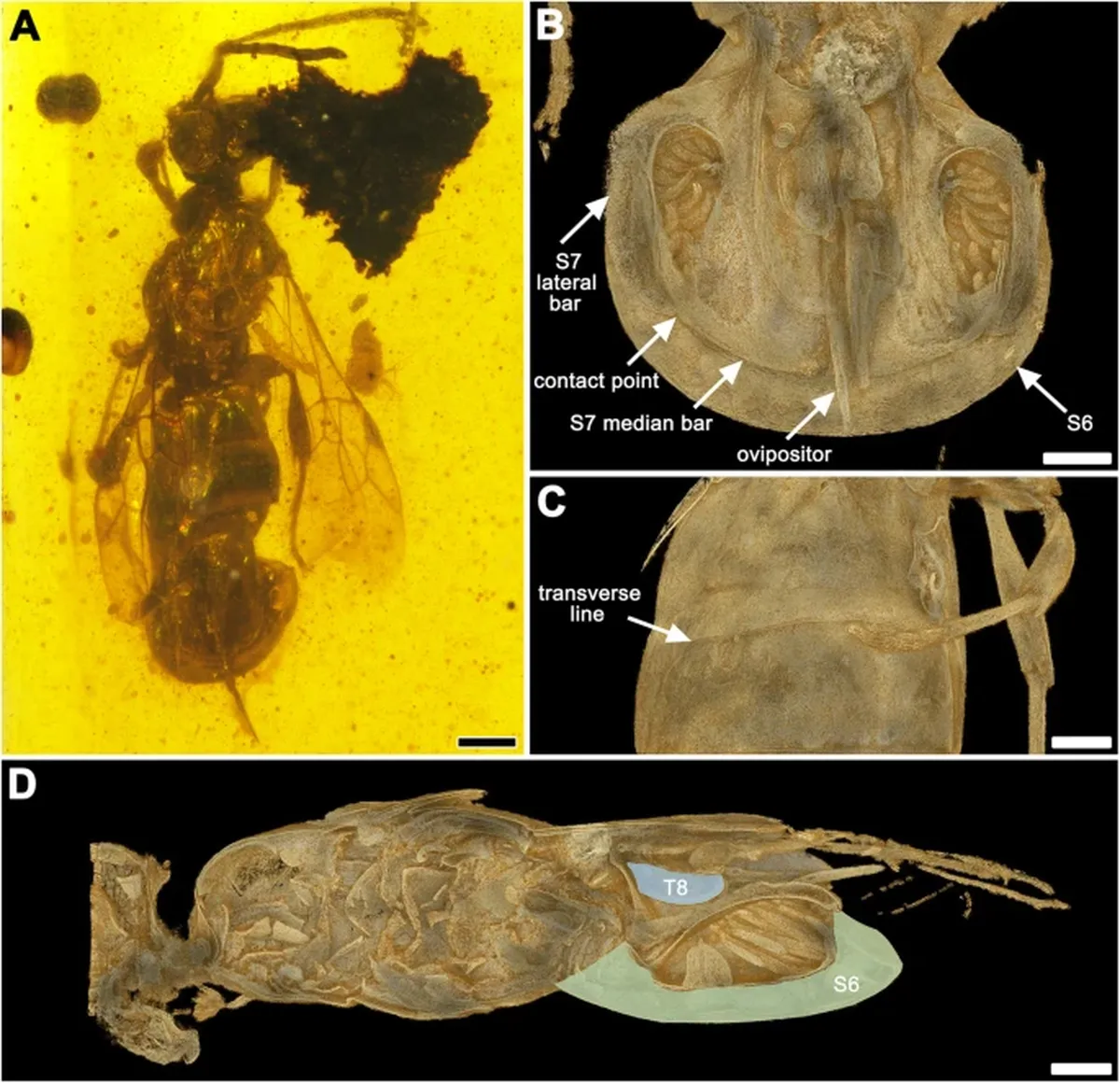 El asombroso descubrimiento. El asombroso descubrimiento.