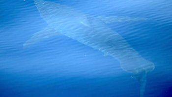 Hallaron a un tiburón blanco en aguas españolas