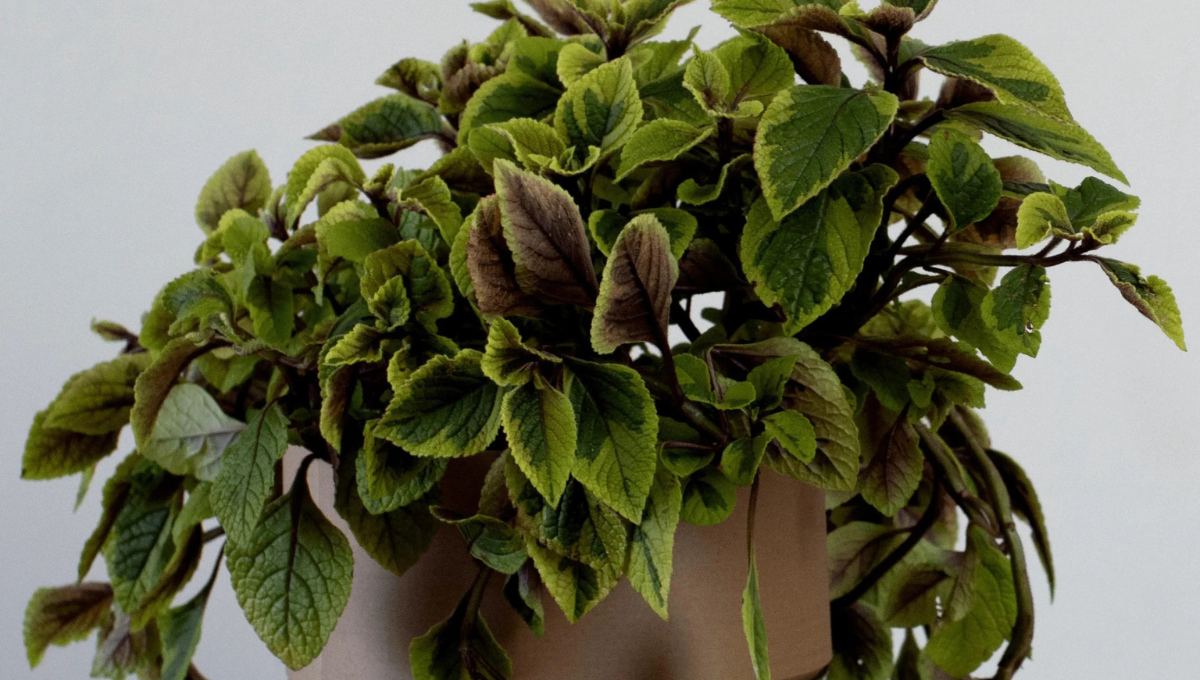 Qué significa que crezca la famosa planta de dólar en mí jardín según el Feng Shui