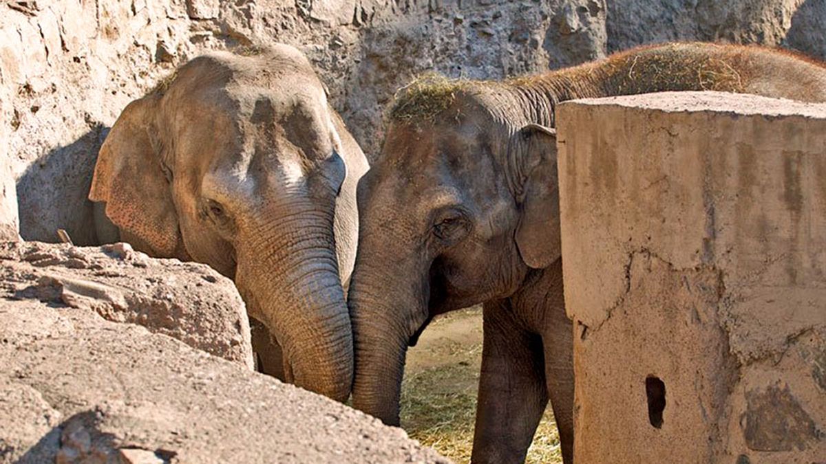 Pocha y Guillermina son las primeras elefantas que están listas para salir del Ecoparque de Mendoza hacia un santuario en Brasil.