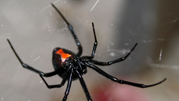 Una mujer de 49 años murió por una picadura de araña Una mujer de 49 años murió por una picadura de araña