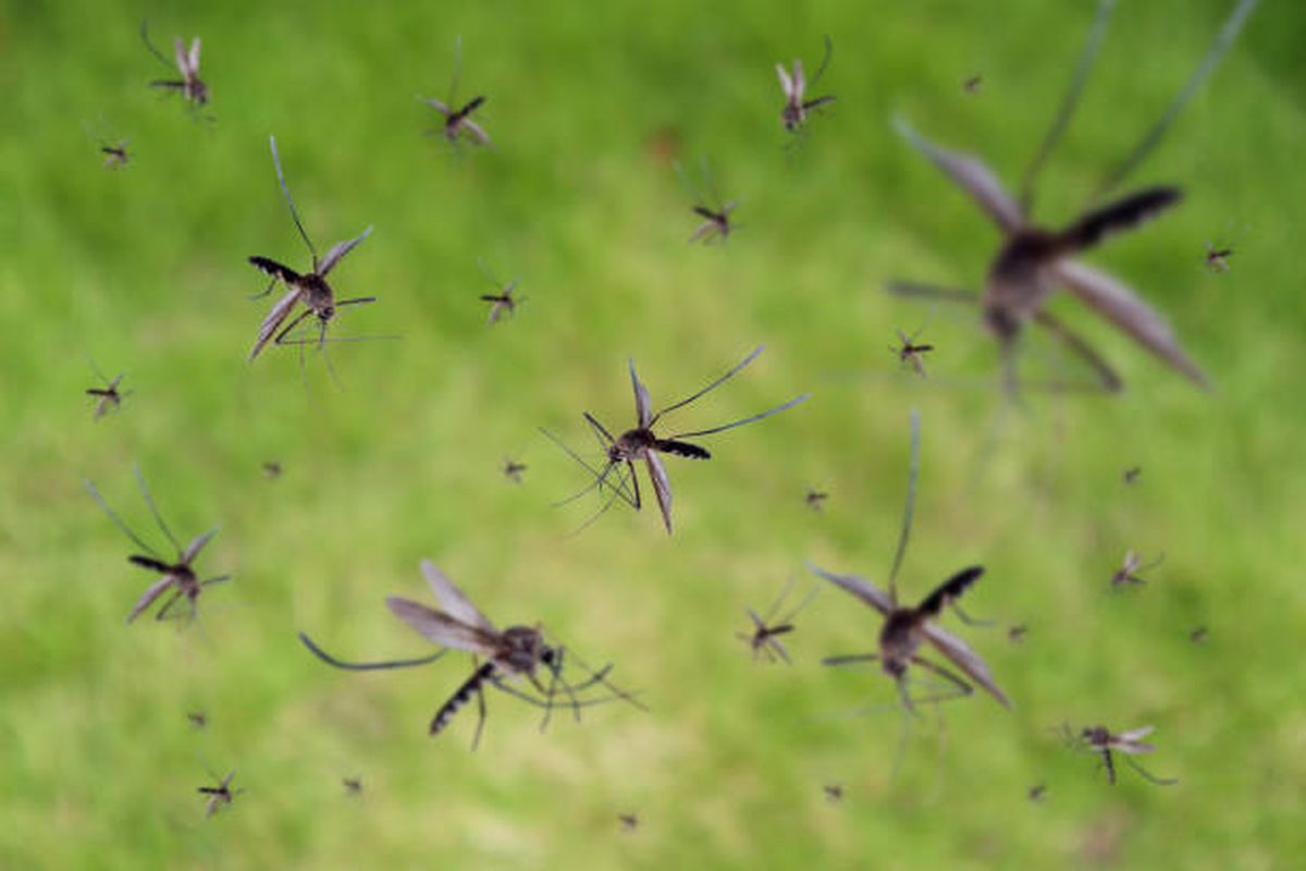 Los mosquitos ser&aacute;n problema del pasado.