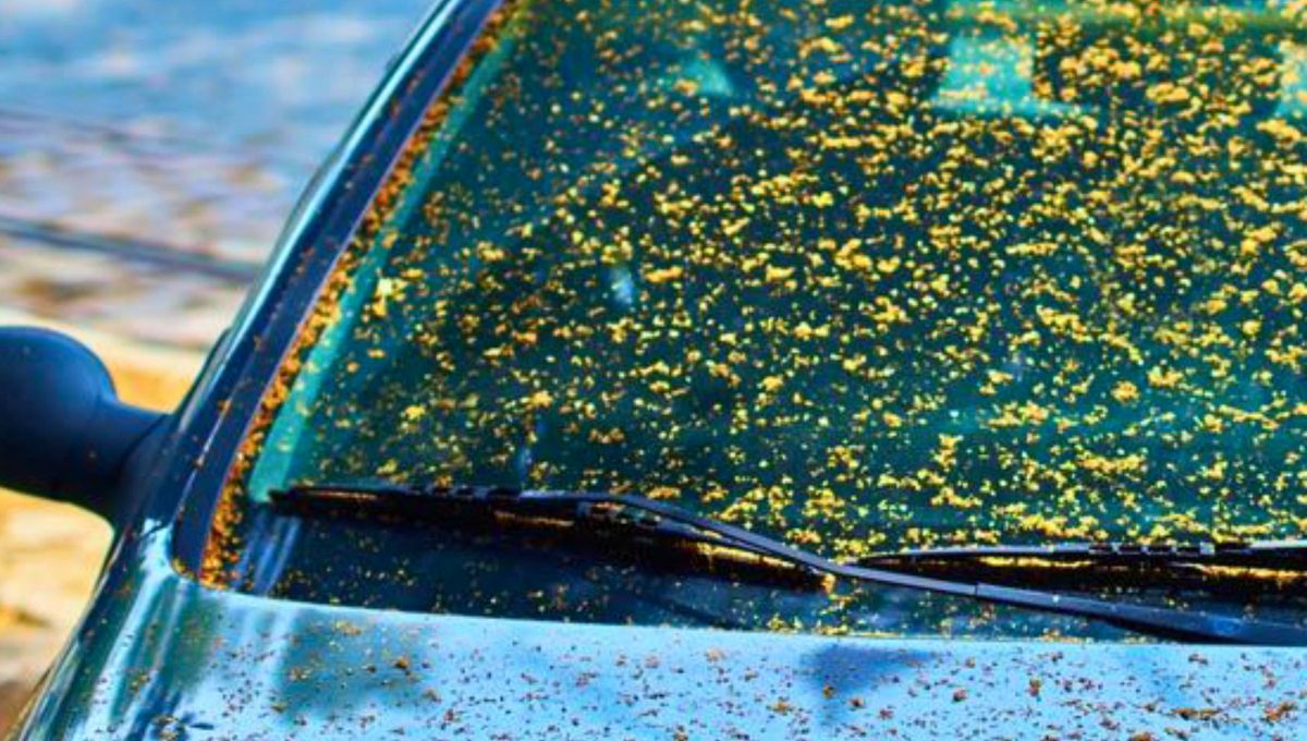 Este truco casero es eficaz y seguro siempre que se utilice siguiendo las indicaciones. Aunque los ingredientes son muy efectivos. Este truco casero es eficaz y seguro siempre que se utilice siguiendo las indicaciones. Aunque los ingredientes son muy efectivos.