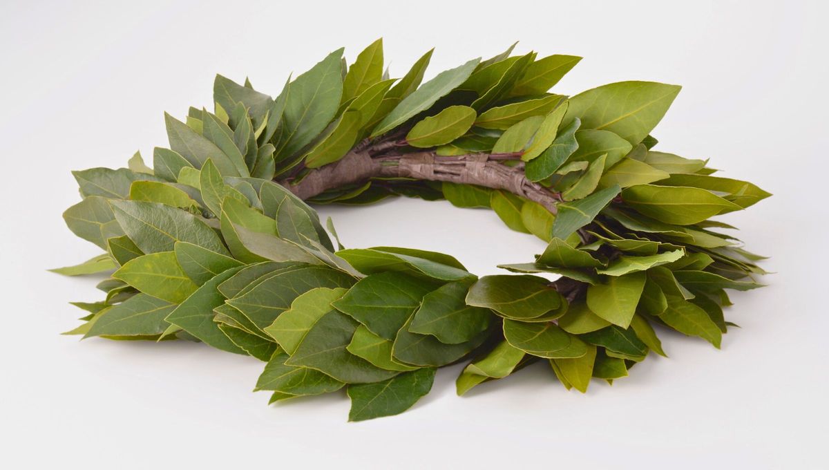 El amuleto para este 31 de enero es el laurel.