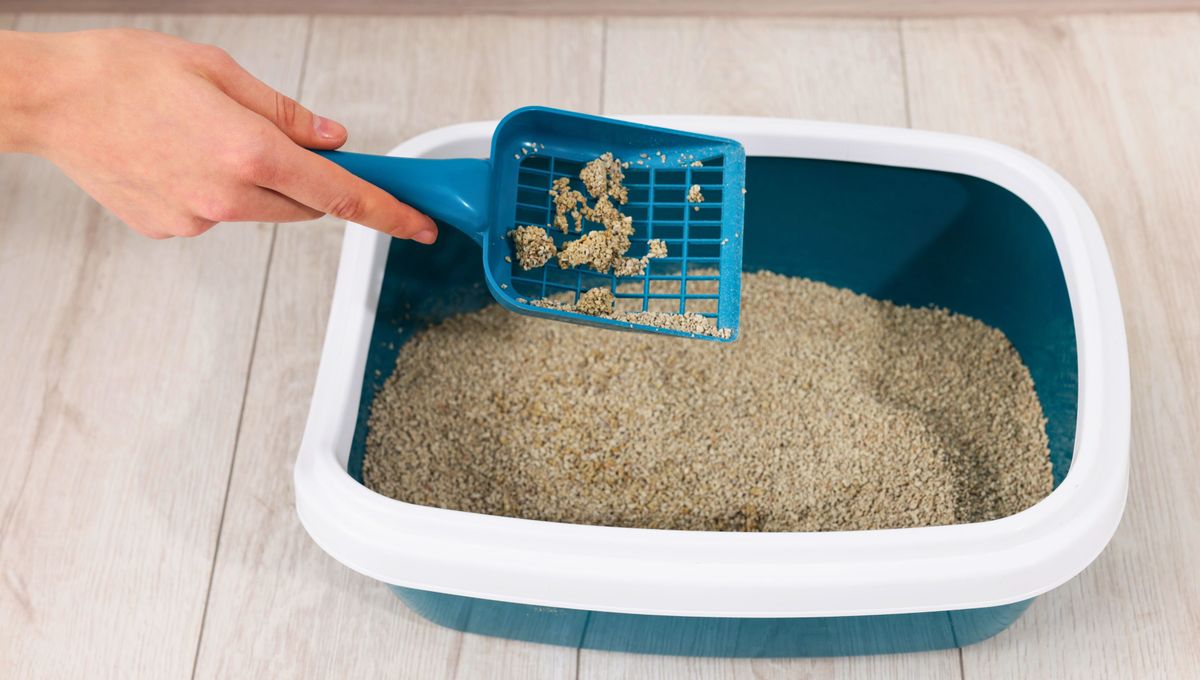 La orina de gato está llena de bacterias y microorganismos que es mejor eliminar a tiempo. La orina de gato está llena de bacterias y microorganismos que es mejor eliminar a tiempo.