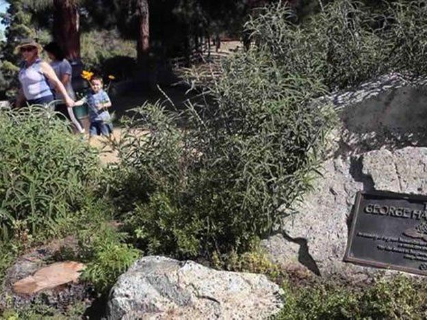Fue comido por escarabajos el árbol plantado en memoria del Beatle Geoger Harrison