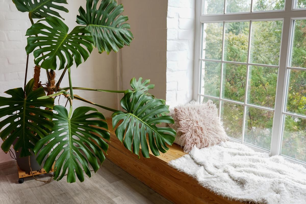 Decora el interior de casa con estas plantas de interior de fácil cuidado. 