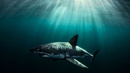 El tiburón blanco cambia su ubicación y sorprende a los científicos.