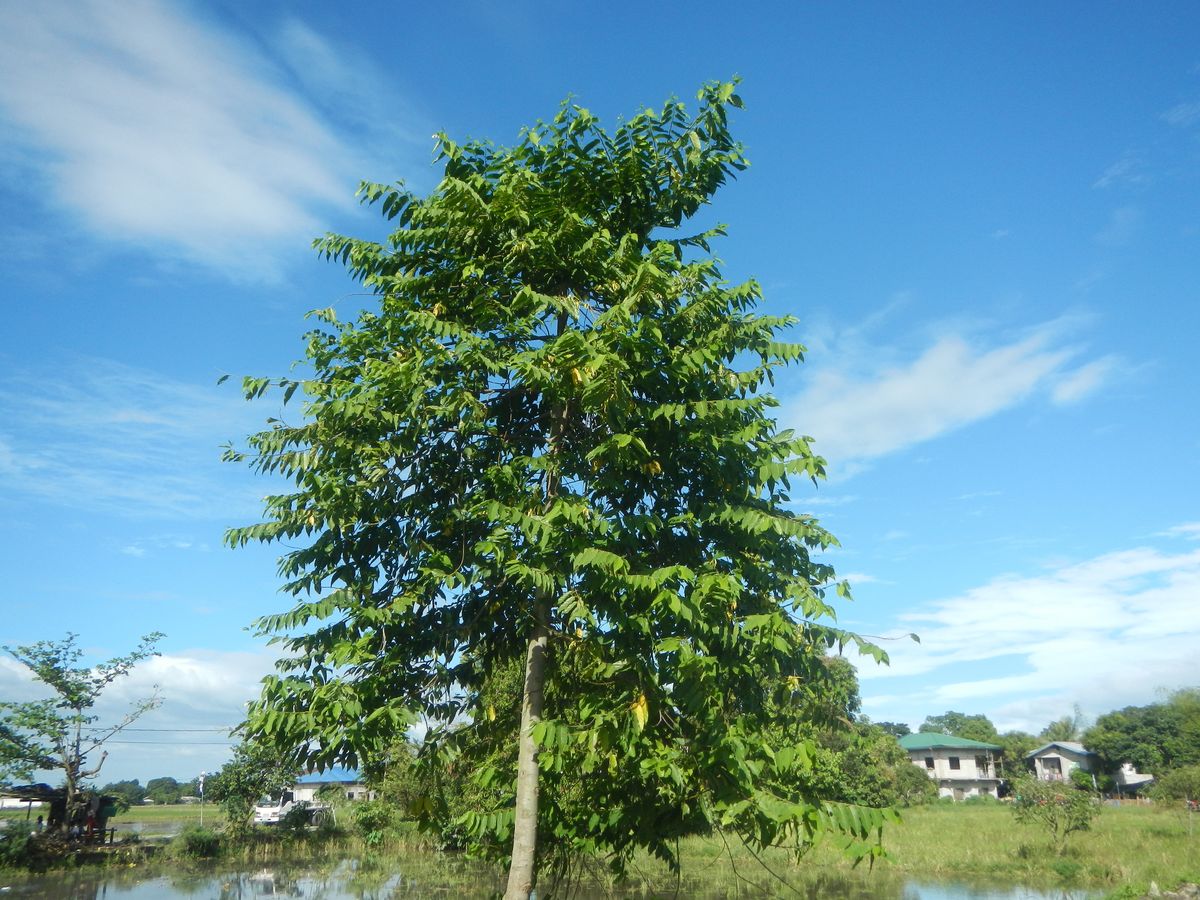 El &aacute;rbol alcanza unos cinco metros al a&ntilde;o.