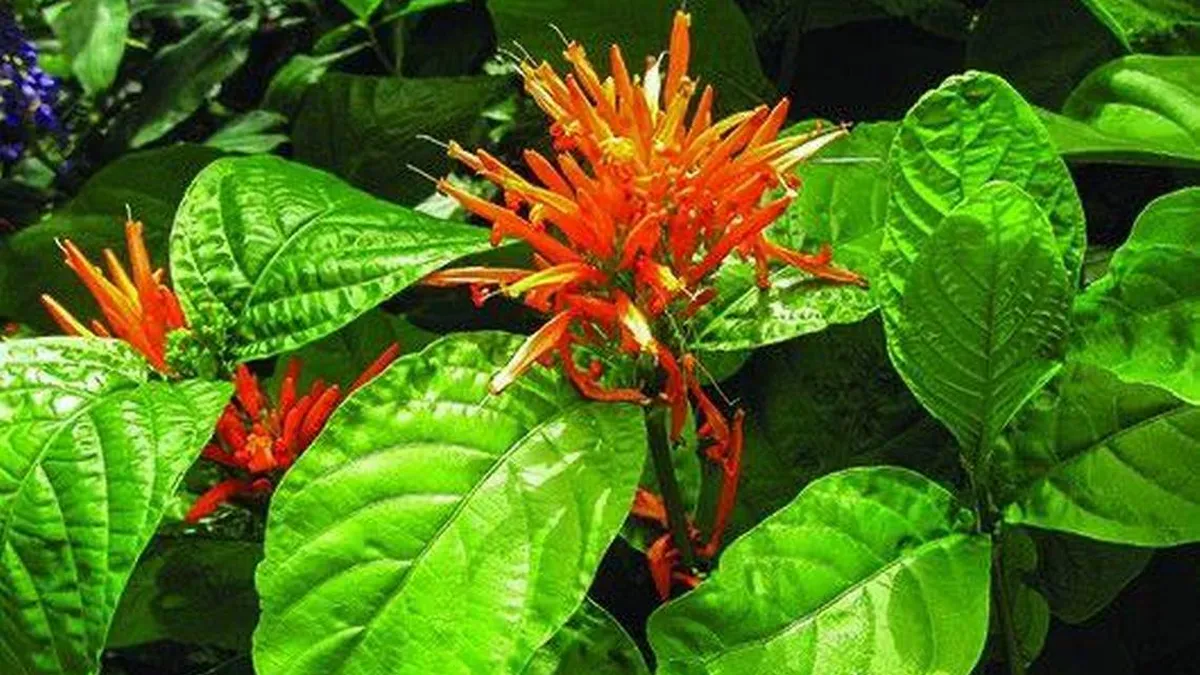 Es conocida por aliviar diversos problemas de salud y malestares. Es conocida por aliviar diversos problemas de salud y malestares.