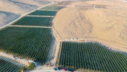 Cómo Israel transformó el desierto en un hub agrícola que exporta más de US$ 2.000 millones al año Cómo Israel transformó el desierto en un hub agrícola que exporta más de US$ 2.000 millones al año