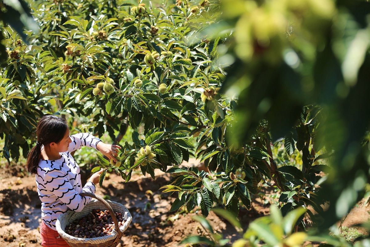 Una agricultora de castañas trabaja en los campos del condado de Kuancheng, provincia de Hebei, durante la cosecha de septiembre pasado. PARA USO DE CHINA DAILY