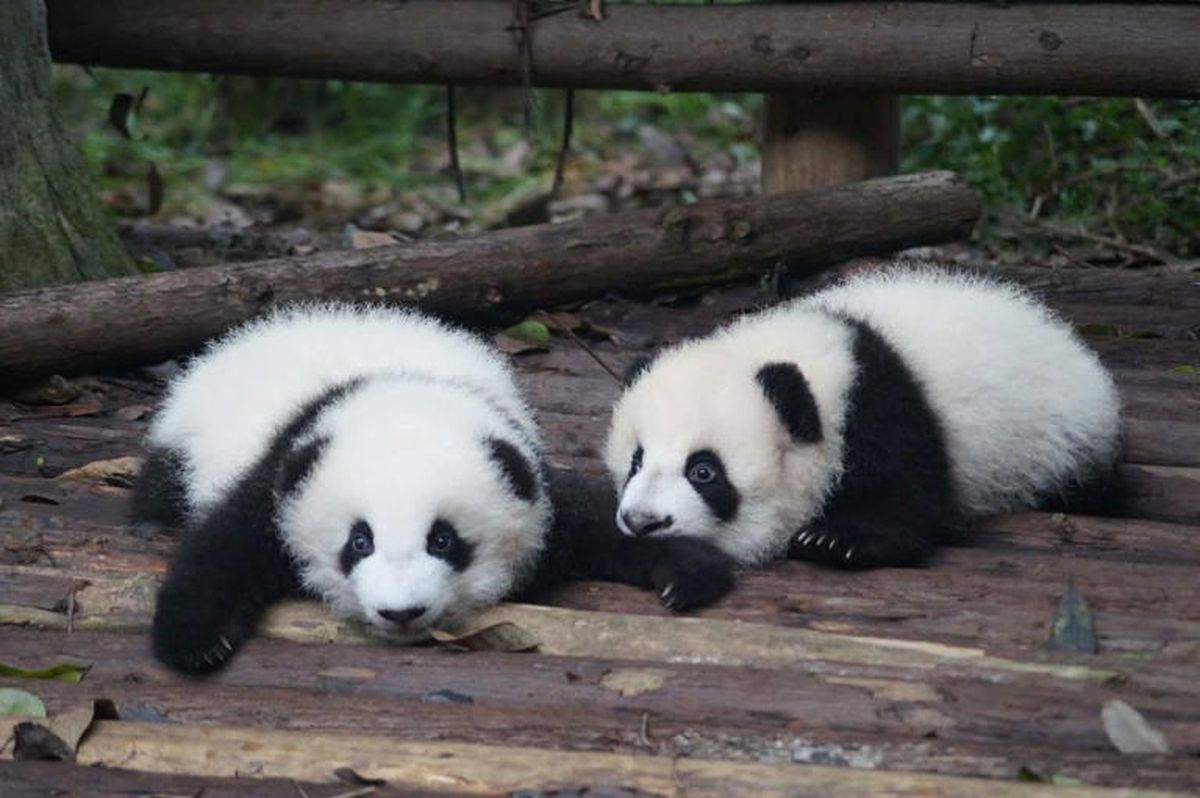 Los pandas son los protagonistas de este nuevo descubrimiento. Los pandas son los protagonistas de este nuevo descubrimiento.