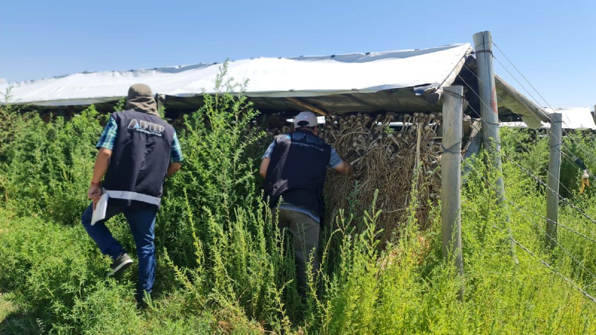 Personal de AFIP, con apoyo de Gendarmería Nacional, secuestró 2.850 toneladas de ajo almacenadas en galpones de acopio en el Gran Mendoza y Valle de Uco.