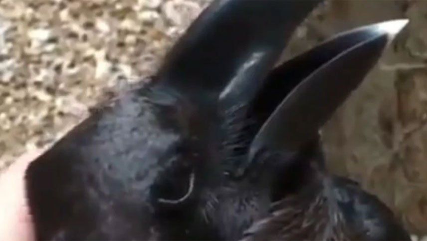 La oscura profecía de los cuervos de la Torre de Londres