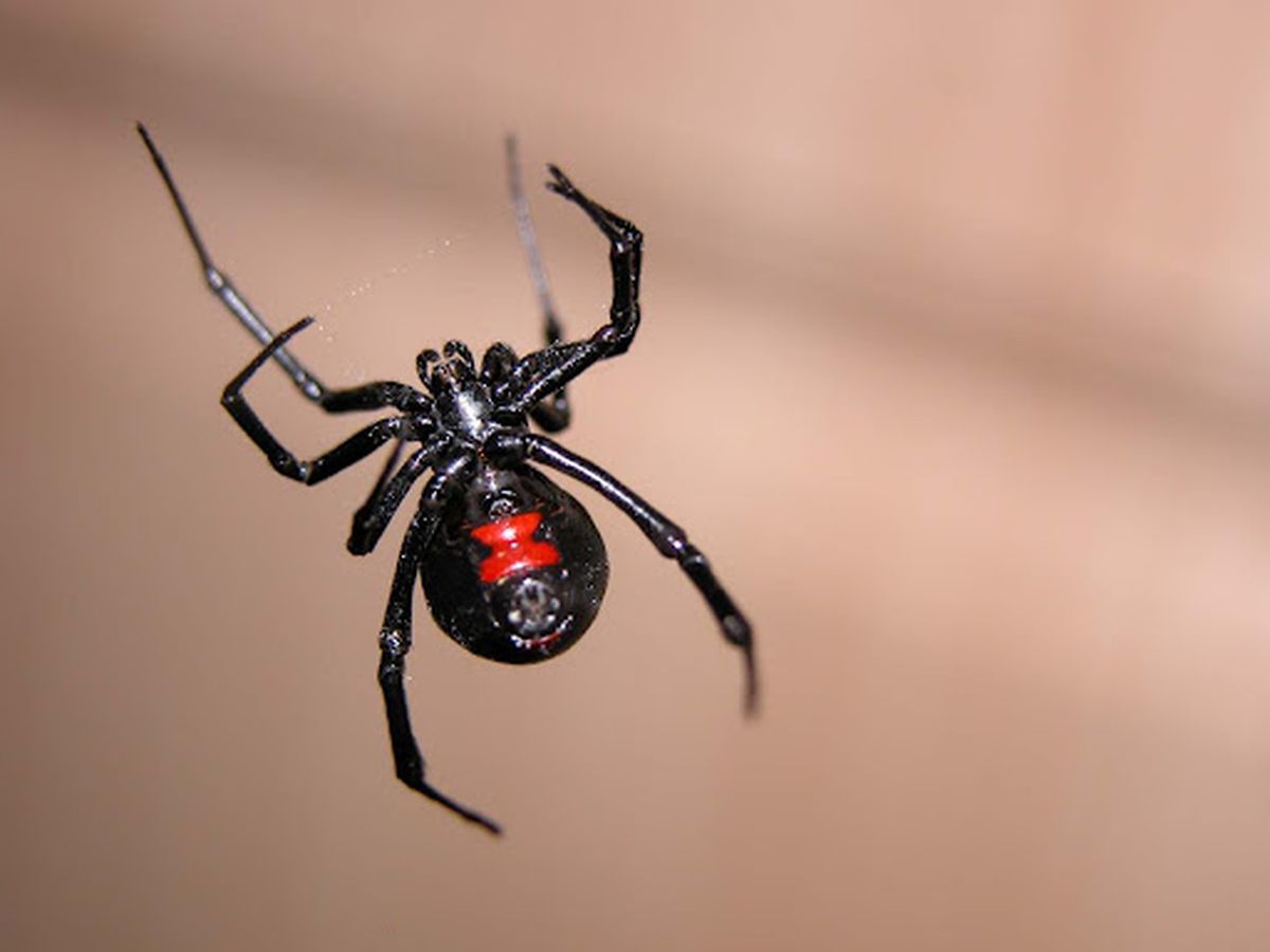 La ara&ntilde;a viuda negra es una de las m&aacute;s temidas y peligrosas.&nbsp;