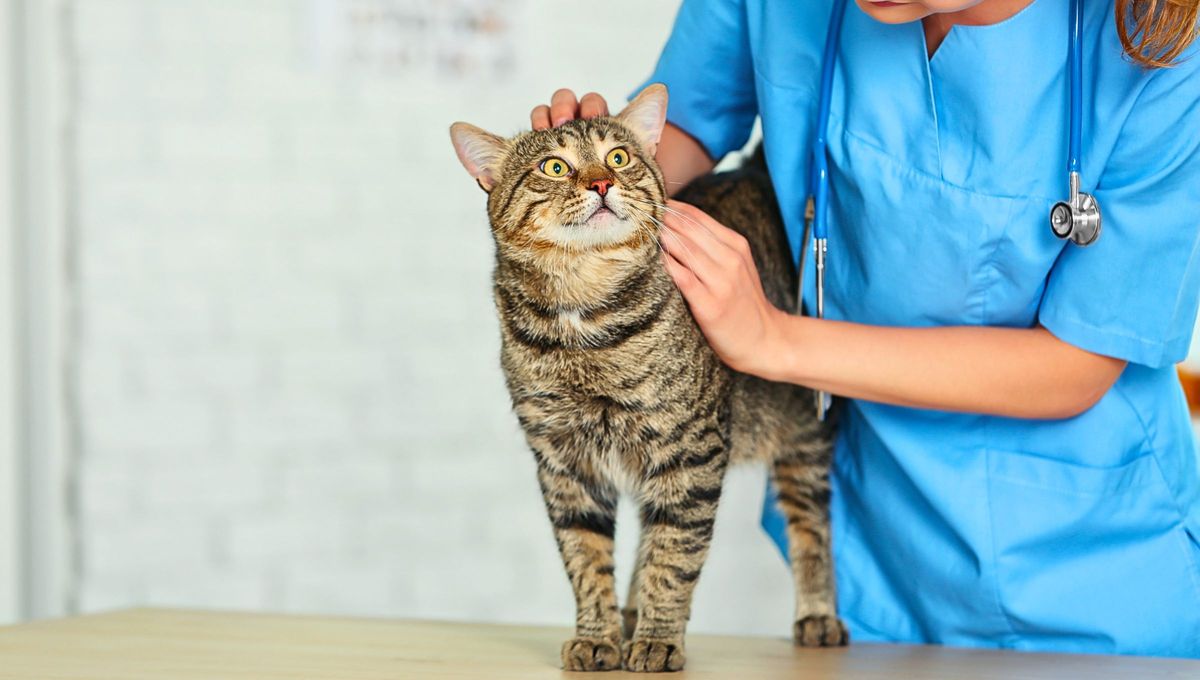 Tu mascota, perro o gato, puede tener acceso a una obra social con cobertura médica veterinaria. Foto Canva Tu mascota, perro o gato, puede tener acceso a una obra social con cobertura médica veterinaria. Foto Canva