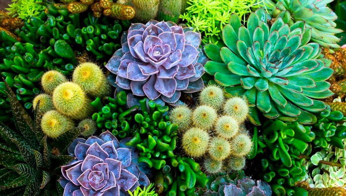 Las plantas de tu jardín pueden lucir bien gracias a la presencia de un insecto