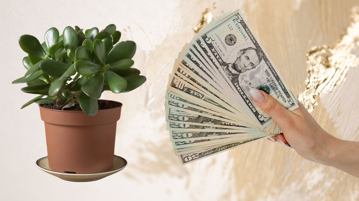 Ritual de mayo para atraer dinero usando el árbol de Jade