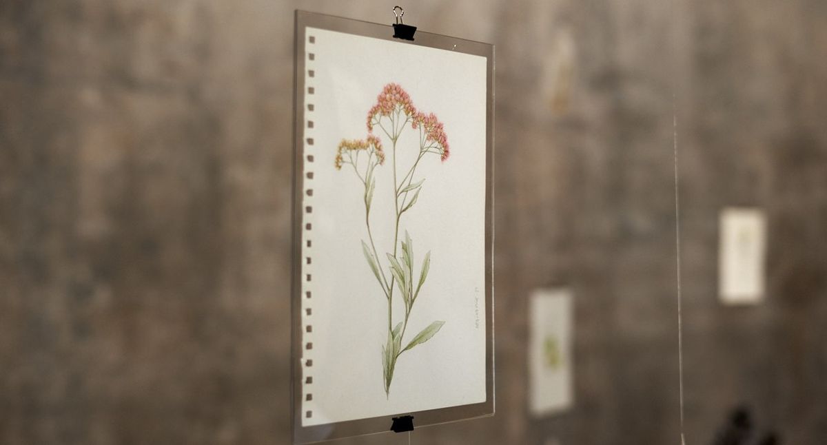 Lápiz color, grafito y acuarela utilizó Paula Dreidemie para esta exposición. Lápiz color, grafito y acuarela utilizó Paula Dreidemie para esta exposición.