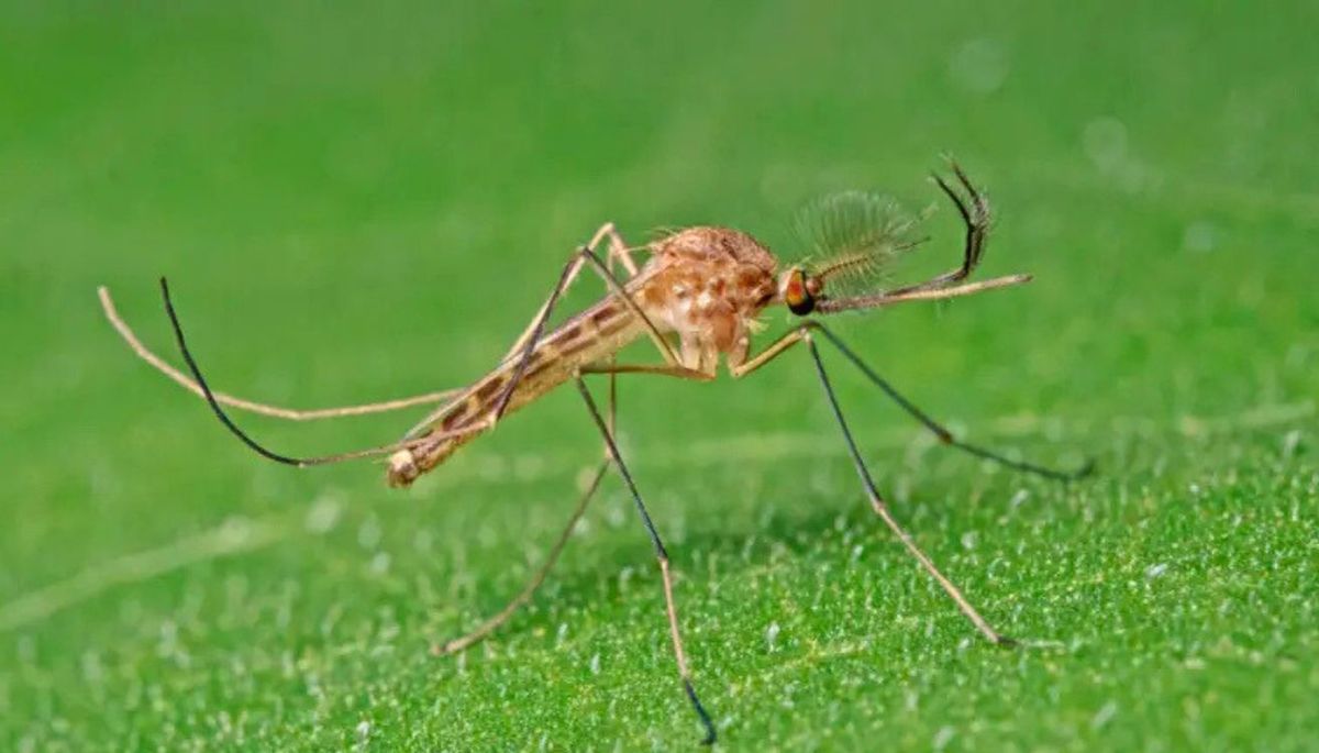 La especie que apareció en Islandia se llama Culiseta annulata. Imagen: Pexels. La especie que apareció en Islandia se llama Culiseta annulata. Imagen: Pexels.