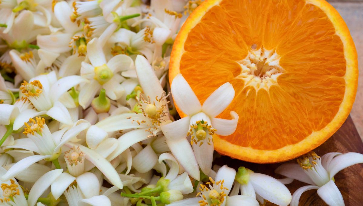 Además de que su crecimiento indica buena salud del árbol, esta flor posee, también, múltiples propiedades terapéuticas. Además de que su crecimiento indica buena salud del árbol, esta flor posee, también, múltiples propiedades terapéuticas.