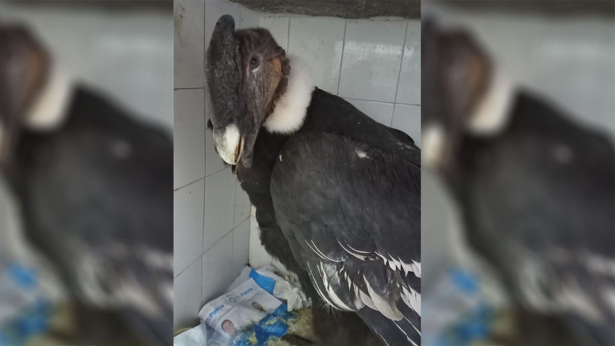 El cóndor rescatado en Potrerillos será cuidado en la Fundación Cullunche hasta que esté en condiciones de ser liberado.